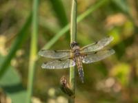 Vierfleck Libelle Männchen